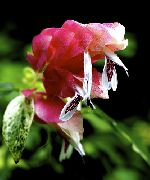 beyaz  Kırmızı Karides Bitki çiçek (Beloperone guttata) fotoğraf
