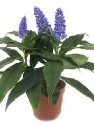 синій Домашні рослини Дихоризандра Квітка (Dichorisandra) фото