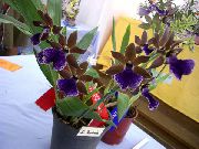 donkerblauw Kamerplanten Zygopetalum Bloem  foto