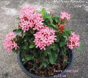 rosa Zimmerpflanzen Zerbrochenen Topf, Prinz Von Oranien Blume (Ixora) foto