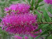 Каллістемон (Краснотичіннік) бузковий Квітка