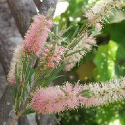 pembe Kapalı bitkiler Bottlebrush çiçek (Callistemon) fotoğraf