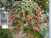 Columnea, Σκανδιναβική Φυτό Φωτιά, Χρυσόψαρο Αμπέλου κόκκινος λουλούδι