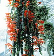 raudonas Vidinis augalai Columnea, Skandinavų Gaisro Augalų, Sidabrinis Karosas Vynmedis žiedas  nuotrauka