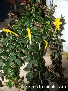 жовтий Домашні рослини Колумнея Квітка (Columnea) фото