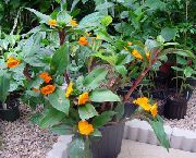 turuncu Kapalı bitkiler Ateşli Costus çiçek  fotoğraf