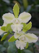 თეთრი შიდა მცენარეები Lycaste ყვავილების  ფოტო