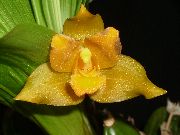 Lycaste sarı çiçek