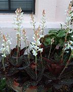 baltas Vidinis augalai Jewel Orchidėja žiedas (Ludisia) nuotrauka