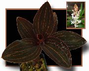 бял Стайни растения Бижу Орхидея Цвете (Ludisia) снимка