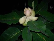 valge Toataimed Magnoolia Lill (Magnolia) foto