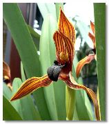 Kokos Koláč Orchidej oranžový Květina