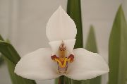 balts Telpaugi Kokosriekstu Pie Orhideju Zieds (Maxillaria) foto