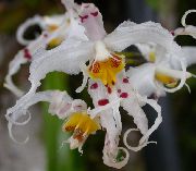 vit Krukväxter Tiger Orchid, Liljekonvalj Orkidé Blomma (Odontoglossum) foto