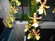 Orquídea Tigre, Lirio Del Valle De Orquídeas amarillo Flor