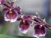 მეწამული შიდა მცენარეები ცეკვა ლედი ორქიდეა, Cedros ფუტკრის, ლეოპარდი ორქიდეა ყვავილების (Oncidium) ფოტო