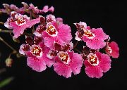 ροζ φυτά εσωτερικού χώρου Χορό Κυρία Ορχιδέα, Κέδρος Μέλισσα, Λεοπάρδαλη Ορχιδέα λουλούδι (Oncidium) φωτογραφία
