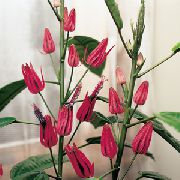 ვარდისფერი შიდა მცენარეები Pavonia ყვავილების  ფოტო