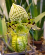 roheline Toataimed Tuhvel Orhideed Lill (Paphiopedilum) foto