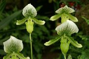 grön Krukväxter Toffel Orkidéer Blomma (Paphiopedilum) foto