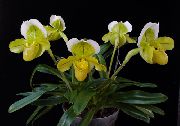 gul Krukväxter Toffel Orkidéer Blomma (Paphiopedilum) foto