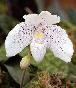 valge Toataimed Tuhvel Orhideed Lill (Paphiopedilum) foto