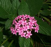 粉红色 室内植物 繁星，星星花，星团  (Pentas lanceolata) 照片