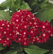 raudonas Vidinis augalai Pentas, Žvaigždutė Gėlė, Žvaigždžių Spiečius žiedas (Pentas lanceolata) nuotrauka