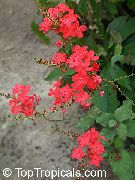 Leadworts kırmızı çiçek