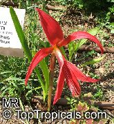 Aztec Lily, Jacobean Lily, Orchid Lily vermelho Flor