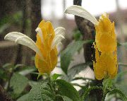 bijela  Žuta Kozica Biljka, Zlatni Škampi Biljka, Lizalica Postrojenja Cvijet (Pachystachys) foto