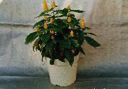 Gul Rejer Plante, Gyldne Rejer Plante, Slikkepind Plante gul Blomst