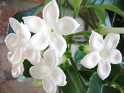 balts Telpaugi Līgavas Pušķis, Madagaskara Jasmīns, Vaska Zieds, Vainags Ziedu, Floradora, Havaju Kāzu Ziedu  (Stephanotis) foto
