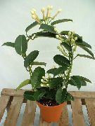 beyaz Kapalı bitkiler Gelin Buketi, Madagaskar Yasemini, Mum Çiçeği, Çelenk Çiçek, Floradora, Hawaii Düğün Çiçeği  (Stephanotis) fotoğraf