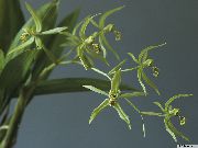Coelogyne verde Flor