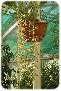 żółty Rośliny domowe Tselogina Kwiat (Coelogyne) zdjęcie