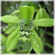 მწვანე შიდა მცენარეები Coelogyne ყვავილების  ფოტო