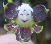 Knaphullet Orkidé lilla Blomst