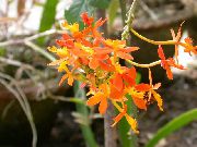оранжев Стайни растения Илици Орхидея Цвете (Epidendrum) снимка