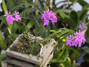 lilás Plantas de interior Buttonhole Orchid Flor (Epidendrum) foto