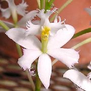 Pogcaurums Orhideja balts Zieds
