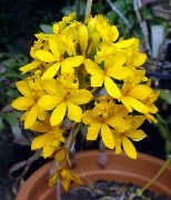 ყვითელი შიდა მცენარეები Buttonhole ორქიდეა ყვავილების (Epidendrum) ფოტო