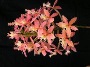 ピンク 屋内植物 ボタン蘭 フラワー (Epidendrum) フォト