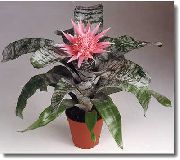 Srebrna Vaza, Žaro Rastlina, Kraljica Bromelije rožnat Cvet