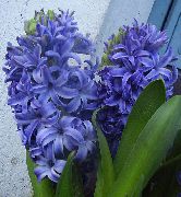 lichtblauw Kamerplanten Hyacint Bloem (Hyacinthus) foto