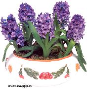 фіолетовий Домашні рослини Гіацинт Квітка (Hyacinthus) фото