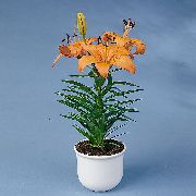 narančasta Sobne biljke Lilium Cvijet  foto