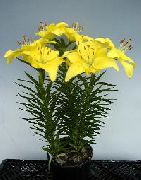 gul Innendørs planter Lilium Blomst  bilde