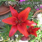 红 室内植物 百合 花 (Lilium) 照片