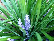 ღია ლურჯი შიდა მცენარეები მრავალფეროვანი ლილი Turf ყვავილების (Liriope) ფოტო